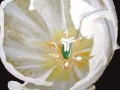 flower_2