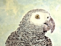 african_grey
