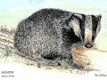 badger
