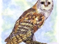 barn_owl