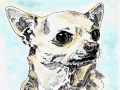 dog2