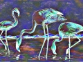 flamingoes