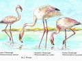 flamingoes_2