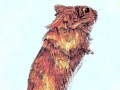 gerbil