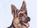 german_shepherd