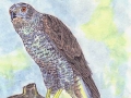 goshawk1