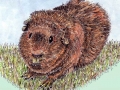 guinea_pig