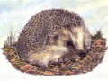hedgehog