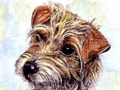 jack_russell