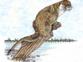 otter