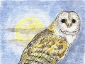 owl_2