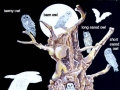 owls