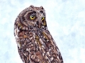 short_eared_owl