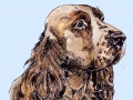 springer