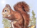 squirrel