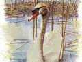 swan1