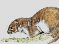 weasel