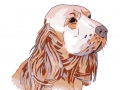 dogs
